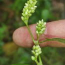 Persicaria maculosa GrayPersicaria maculosa Gray