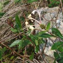 Lonicera periclymenum L. subsp. periclymenumLonicera periclymenum L. subsp. periclymenum