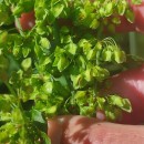 Rumex crispus L.Rumex crispus L.