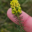 Thymelaea coridifolia (Lam.) Endl. subsp. coridifoliaThymelaea coridifolia (Lam.) Endl. subsp. coridifolia