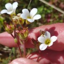 Saxifraga granulata L.Saxifraga granulata L.