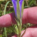 Gentiana pneumonanthe L.Gentiana pneumonanthe L.