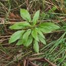 Eupatorium cannabinum  L.Eupatorium cannabinum L.