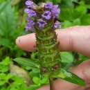 Prunella vulgaris L.Prunella vulgaris L.