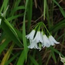 Allium triquetrum L.Allium triquetrum L.