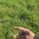 Digitaria ciliaris (Retz.) KoelerDigitaria ciliaris (Retz.) Koeler