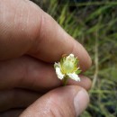 Parnassia palustris L.Parnassia palustris L.