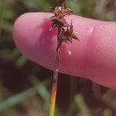 Carex echinata MurrayCarex echinata Murray