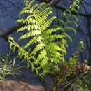 Athyrium filix-femina (L.) RothAthyrium filix-femina (L.) Roth
