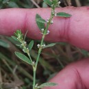 Polygonum aviculare L. subsp. rurivagum (Boreau) BerherPolygonum aviculare L. subsp. rurivagum (Boreau) Berher