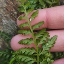 Asplenium obovatum Viv. subsp. billotii (F.W.Schultz) O.Bolòs, Vigo, Masalles & NinotAsplenium obovatum Viv. subsp. billotii (F.W.Schultz) O.Bolòs, Vigo, Masalles & Ninot