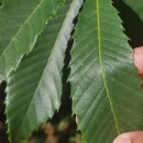 Castanea sativa Mill.Castanea sativa Mill.