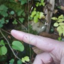 Melica uniflora Retz.Melica uniflora Retz.