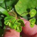 Euphorbia angulata Jacq.Euphorbia angulata Jacq.