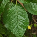 Prunus avium L.Prunus avium L.