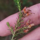 Erica australis L.Erica australis L.