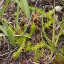 Lycopodiella inundata (L.) HolubLycopodiella inundata (L.) Holub