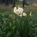 Narcissus tazetta L.Narcissus tazetta L.