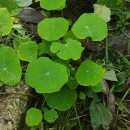 Tropaeolum majus L.Tropaeolum majus L.