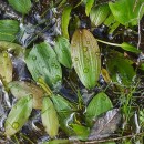 Potamogeton polygonifolius Pourr.Potamogeton polygonifolius Pourr.