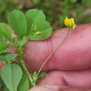 Medicago polymorpha L.Medicago polymorpha L.
