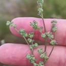 Chenopodium album L.Chenopodium album L.