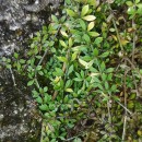 Galium saxatile L. subsp. vivianum (Kliphuis) Ehrend.Galium saxatile L. subsp. vivianum (Kliphuis) Ehrend.