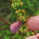 Rumex obtusifolius L.Rumex obtusifolius L.