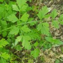 Oenanthe crocata L.Oenanthe crocata L.