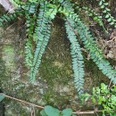 Asplenium trichomanes L. subsp. quadrivalens D.E. Mey.Asplenium trichomanes L. subsp. quadrivalens D.E. Mey.