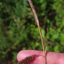 Carex binervis Sm.Carex binervis Sm.