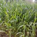 Zea mays L.Zea mays L.