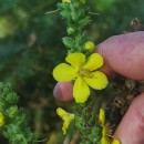 Verbascum thapsus L.Verbascum thapsus L.