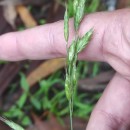 Bromus hordeaceus L. subsp. hordeaceusBromus hordeaceus L. subsp. hordeaceus