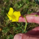 Oxalis pes-capraeOxalis pes-caprae