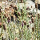 Lavandula pedunculata (Mill.) Cav.Lavandula pedunculata (Mill.) Cav.