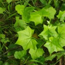Delairea odorata Lem.Delairea odorata Lem.