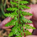 Asplenium obovatum Viv. subsp. billotii (F.W.Schultz) O.Bolòs, Vigo, Masalles & NinotAsplenium obovatum Viv. subsp. billotii (F.W.Schultz) O.Bolòs, Vigo, Masalles & Ninot