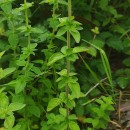 Origanum vulgare L. subsp. virens (Hoffmanns. & Link) Ietsw.Origanum vulgare L. subsp. virens (Hoffmanns. & Link) Ietsw.