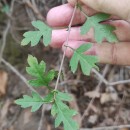 Crataegus monogyna Jacq.Crataegus monogyna Jacq.