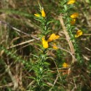 Ulex gallii Planch. subsp. galliiUlex gallii Planch. subsp. gallii