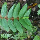 Hypericum androsaemum L.Hypericum androsaemum L.