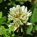 Trifolium repens L.Trifolium repens L.