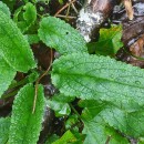 Scrophularia auriculata L.Scrophularia auriculata L.