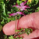Fumaria muralis Sond. ex W.D.J. KochFumaria muralis Sond. ex W.D.J. Koch