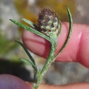 Centaurea gallaecica (M. Laínz) Arnelas & DevesaCentaurea gallaecica (M. Laínz) Arnelas & Devesa