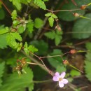 Geranium robertianum L.Geranium robertianum L.