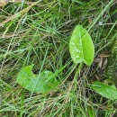 Rumex acetosa  L.Rumex acetosa L.