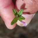 Scutellaria minor Huds.Scutellaria minor Huds.