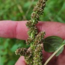 Amaranthus blitum L.Amaranthus blitum L.